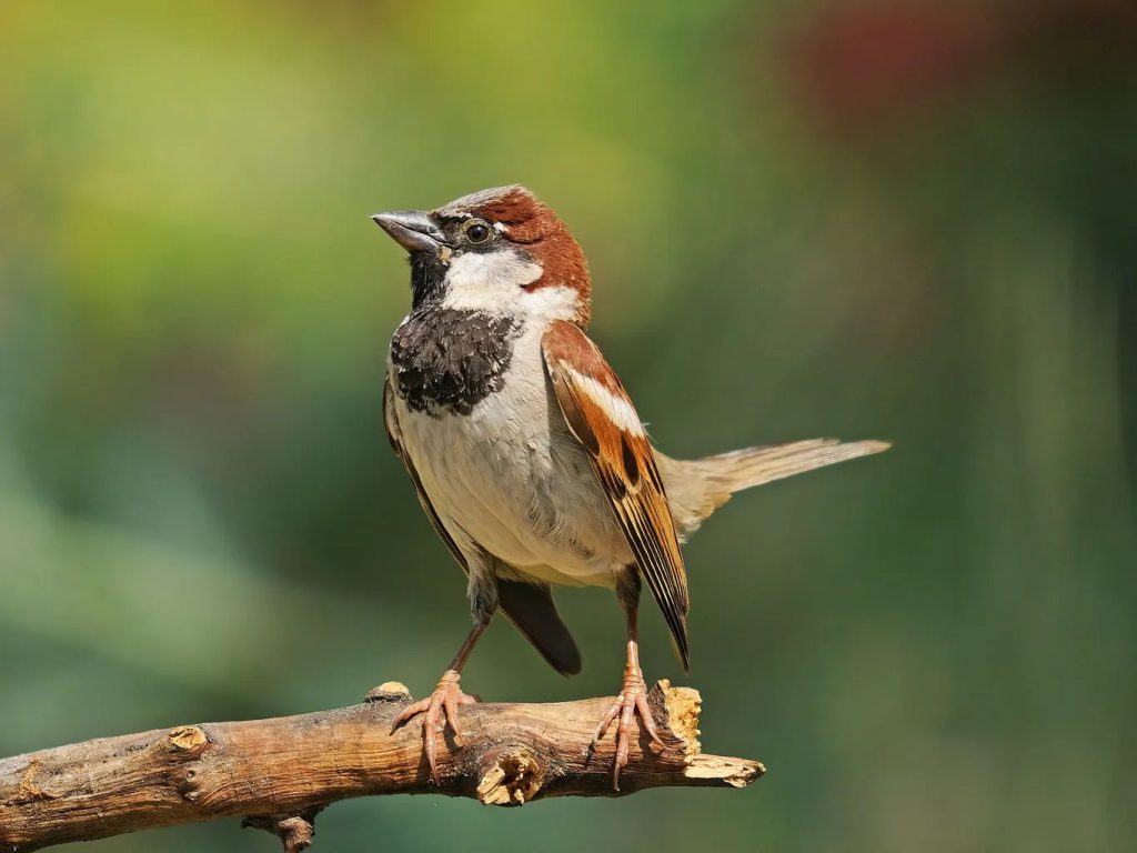 Unveiling The Symbolism: What Does A Sparrow Represent