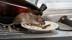 Rodent Control – Effective Solutions for Mice and Rat Infestations