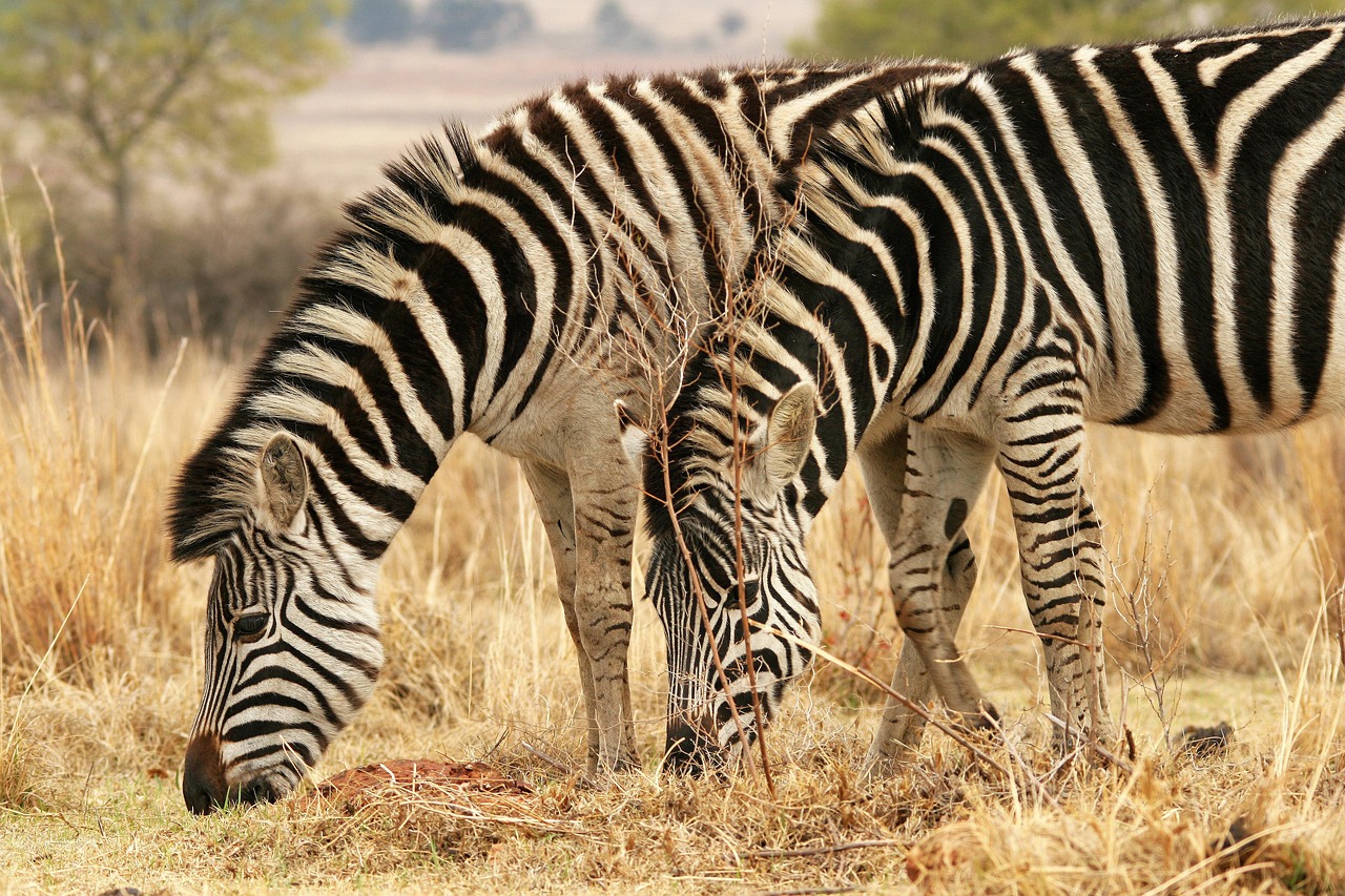 Zebra, animal, mammal — The Benefits of Using an Eat and Run Verification Site for Secure Betting